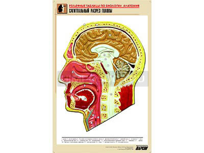 Рельефная таблица &quot;Сагиттальный разрез головы&quot; (формат А1, матовое ламинир.) 