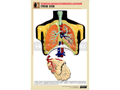 Рельефная таблица &quot;Строение легких&quot; (формат А1, матовое ламинир.) 