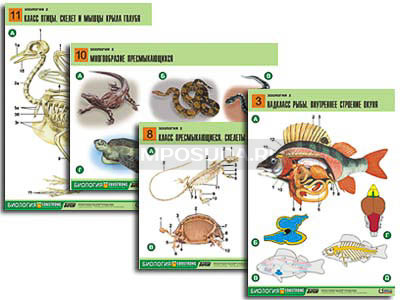 Комплект таблиц по биологии демонстрационный &quot;Зоология 2&quot; (16 табл., формат А1, лам.) 
