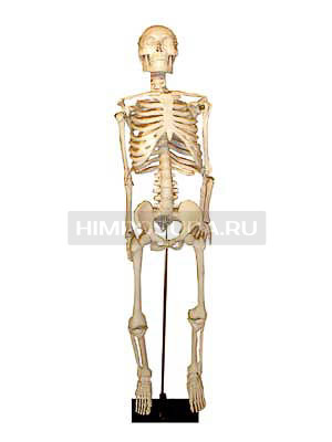 Скелет человека на штативе (85 см.) 