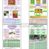 Плакаты ПРОФТЕХ "Классификация овощей" (11 пл, винил, 70х100)