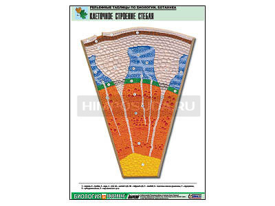 Рельефная таблица &quot;Клеточное строение стебля&quot; (формат А1, матовое ламинир.) 