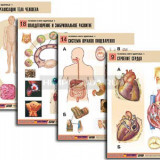 Комплект таблиц по биологии демонстрационный "Человек и его здоровье 1" (20 табл., формат А1, лам.)