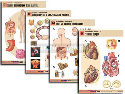 Комплект таблиц по биологии демонстрационный &quot;Человек и его здоровье 1&quot; (20 табл., формат А1, лам.) 