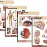 Комплект таблиц по биологии демонстрационный "Человек и его здоровье 2" (10 табл., формат А1, лам.)