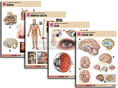 Комплект таблиц по биологии демонстрационный &quot;Человек и его здоровье 2&quot; (10 табл., формат А1, лам.) 