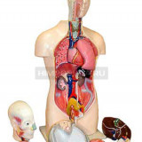 Торс человека разборный (42 см.)