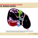 Рельефная таблица "Печень. Висцеральная поверхность" (формат А1, матовое ламинир.)