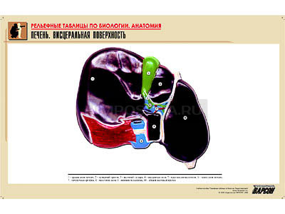Рельефная таблица &quot;Печень. Висцеральная поверхность&quot; (формат А1, матовое ламинир.) 