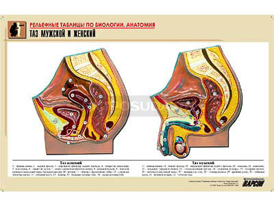 Рельефная таблица &quot;Таз мужской и женский&quot; (формат А1, матовое ламинир.) 
