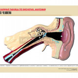 Рельефная таблица "Ухо человека" (формат А1, матовое ламинир.)