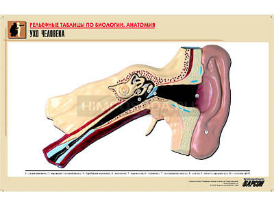 Рельефная таблица &quot;Ухо человека&quot; (формат А1, матовое ламинир.) 