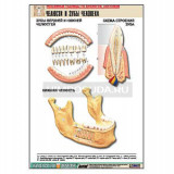 Рельефная таблица "Челюсти и зубы человека" (формат А1, матовое ламинир.)