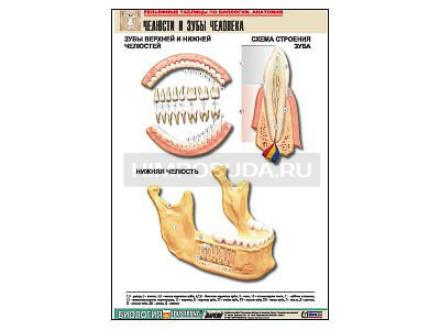 Рельефная таблица &quot;Челюсти и зубы человека&quot; (формат А1, матовое ламинир.) 