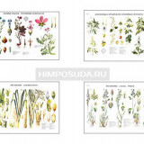Плакаты ПРОФТЕХ "Систематика растений" (4 пл, винил, 70х100)