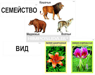 Модель-аппликация &quot;Классификация растений и животных&quot; (ламинированная) 