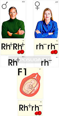 Модель-аппликация &quot;Наследование резус-фактора&quot; (ламинированная) 