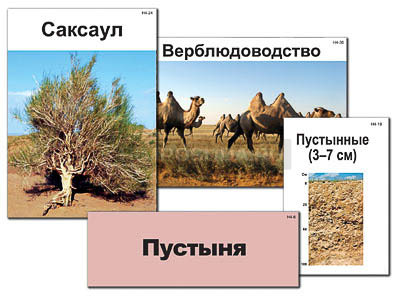 Модель-аппликация &quot;Природные зоны России&quot; (ламинированная) 