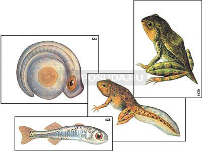 Модель-аппликация &quot;Развитие костной рыбы и лягушки&quot; (ламинированная) 