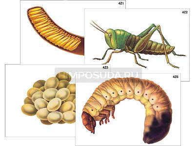 Модель-аппликация &quot;Развитие насекомых с полным и неполным превращением&quot; (ламинированная) 