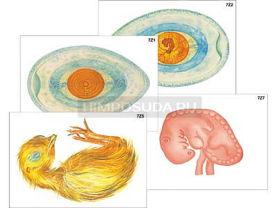 Модель-аппликация &quot;Развитие птицы и млекопитающего (человека)&quot; (ламинированная) 
