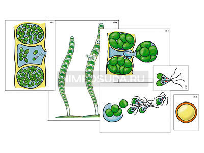 Модель-аппликация &quot;Размножение многоклеточной водоросли&quot; (ламинированная) 