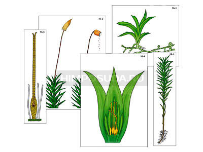Модель-аппликация &quot;Размножение мха&quot; (ламинированная) 