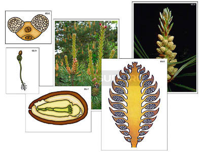 Модель-аппликация &quot;Размножение сосны&quot; (ламинированная) 