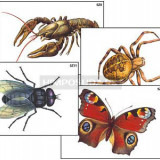 Модель-аппликация "Разнообразие беспозвоночных" (ламинированная)