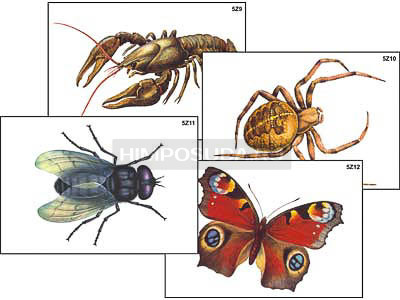 Модель-аппликация &quot;Разнообразие беспозвоночных&quot; (ламинированная) 