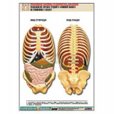 Рельефная таблица "Расположение органов грудной и брюшной полостей по отношению к скелету" (А1, лам.)
